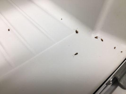 Roaches in the freezer