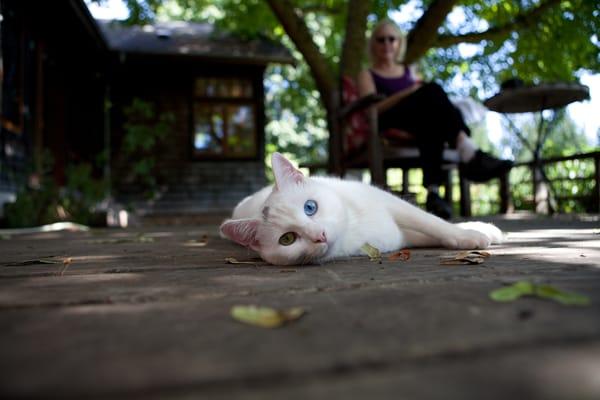 Ziggy, the winery cat