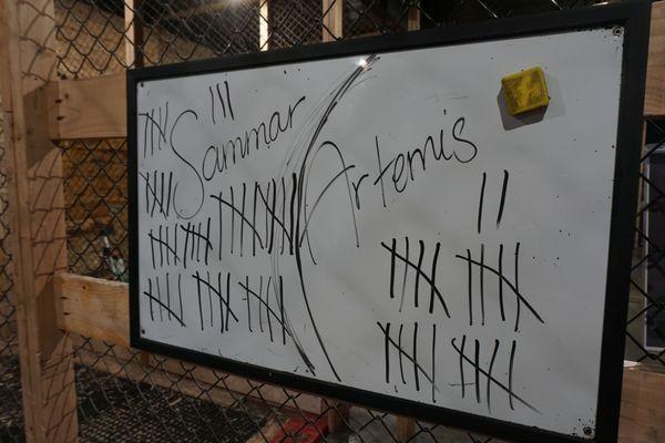 Sammar kicked my butt! What an awesome axe thrower she is! She landed 48 axes in about 45 - 50 minutes of axe throwing. Go Sammar!