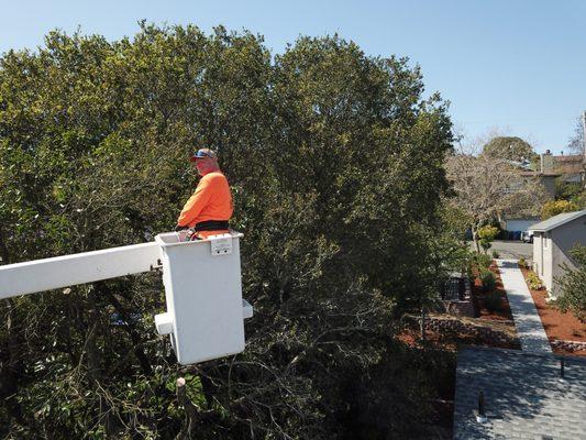 Jerry pruning for daylight!