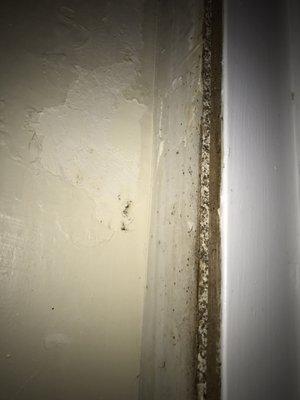 Black mold