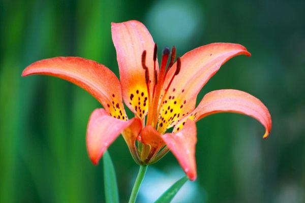 Tiger lily