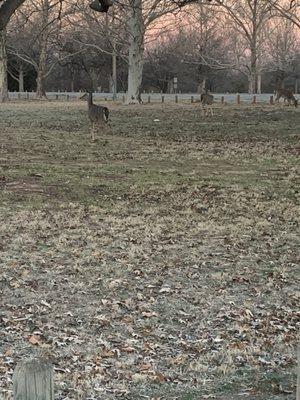 Wild life in Lucy Park in Wichita Falls, Texas