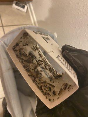 One of 12 glue traps filled with roaches.