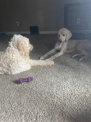 my two golden doodles.