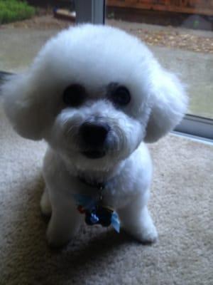 My Bichon after his grooming