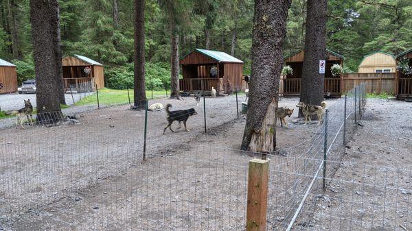 Summer Kennels in Seward