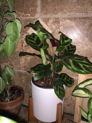 calathea makoyana