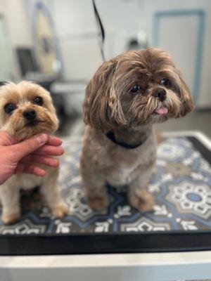 Shih Tzu couple was the cutest of them all