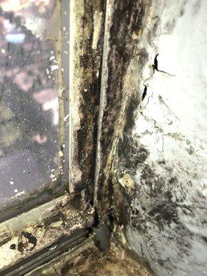 Window mold and falling apart