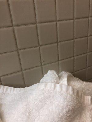 Spider on Dirty Towels