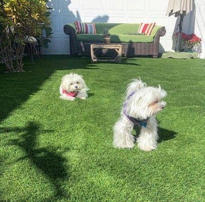 The Dynamic Duo enjoying the big yard at Doggie Hugs Hotel