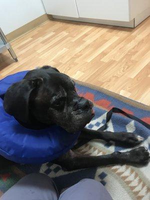 My pupper waiting for more of her friends to come into say hello to her in the exam room.