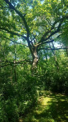 Neat old tree.