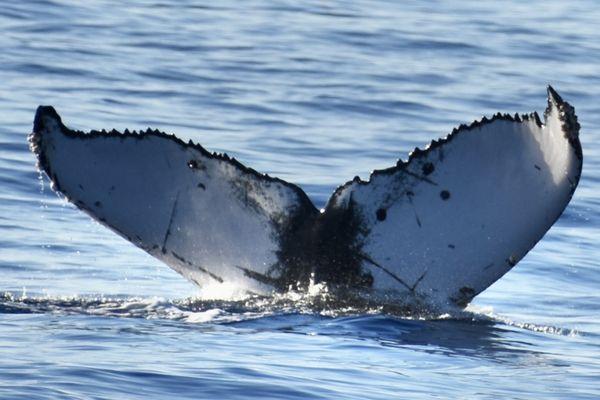 Picture taken of a humpback diving while on our whale watching tour by the onboard naturalist.