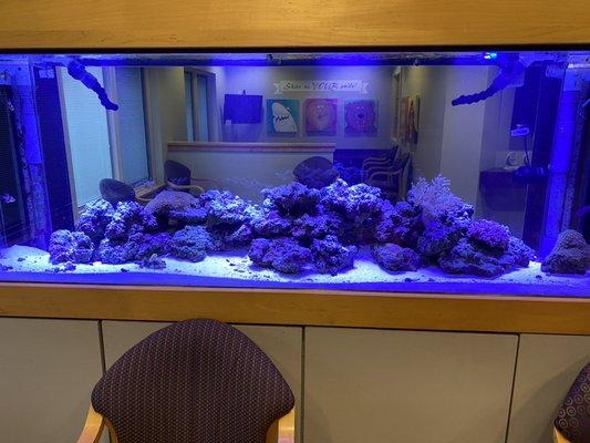 Our 350 gallon mixed reef, just re did this one so we are adding fish and corals