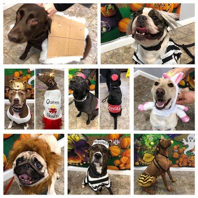 Some of our Social Hounds on Halloween!