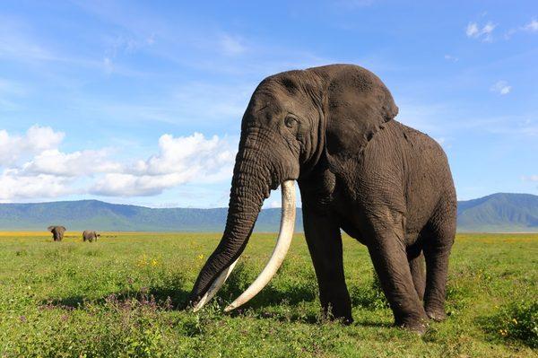 African Elephant Tanzania Safari expedition