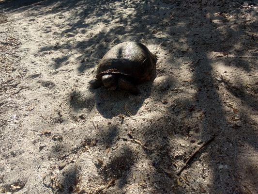 Gopher tortoise catching some rays.