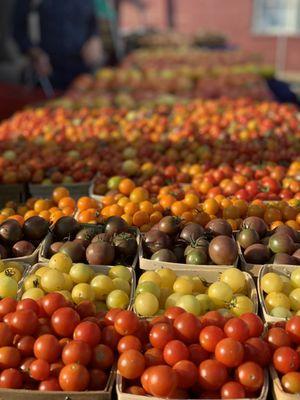 Tomatoes!