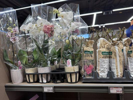 Lots of potted plants in the AOS aisle