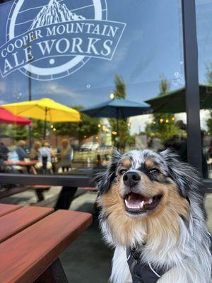 Great patio for dogs!