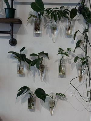 Plants at The Alchemist's Kitchen