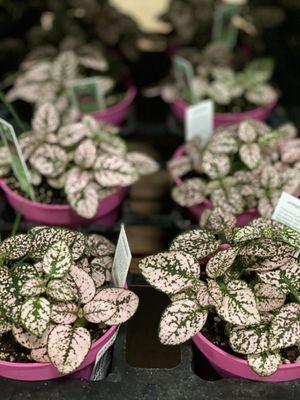 What?! Pink polka dot plants? Yes please!