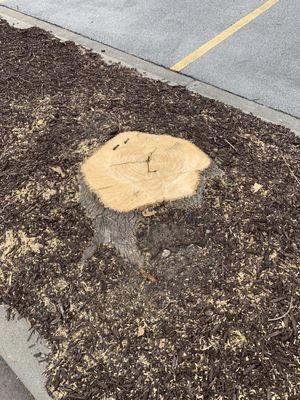 Stump of a formerly beautiful living tree in the parking lot that they cut down in the middle of the summer.