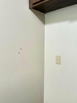 Black bold growing by fridge wall