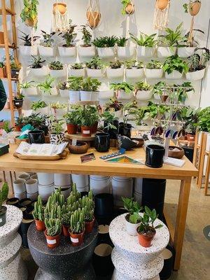 Beautiful Instagram Ready wall of plants