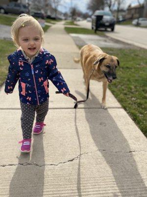 Our 18 month old walking our dog, Bella. @KountryPetResortandTrainingCenter obedience classes are worth it.