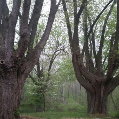 2 trees we removed for U.S. Marshall service in O'Fallon, il