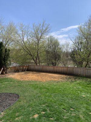 After - Large tree in back yard removed