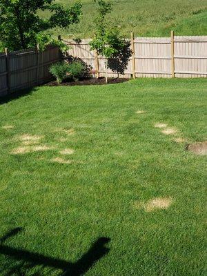 Lawn damage from tree removal.