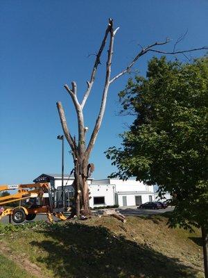 Tree removal at Applebees