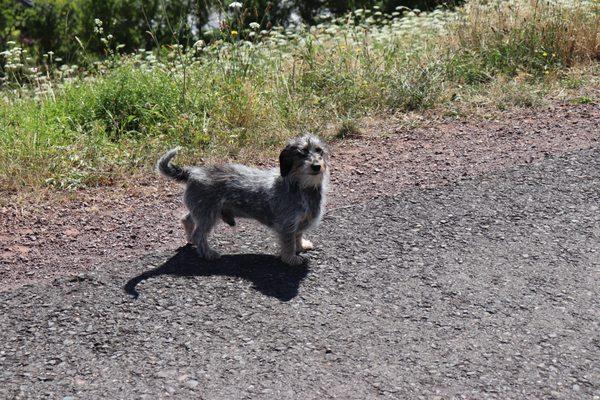 Waldi , the International Traveler in Germany.