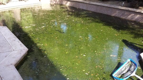 First day on green to clean pool in Lincoln, CA.