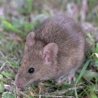 Rhode Island Mouse Control Services