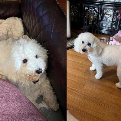 The left is Snowball before and the right is after meeting Kay