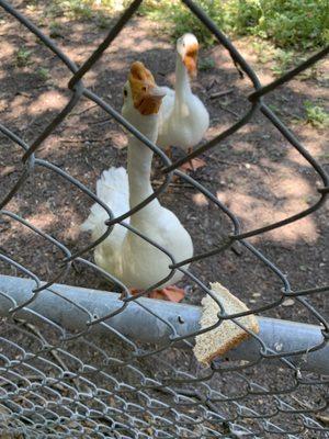 Feeding the geese some cheap gluten slices.