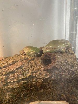 Sick whites tree frogs.