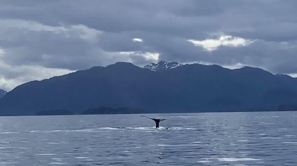 Humpback whale