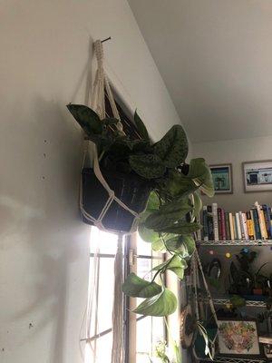 Satin Pothos