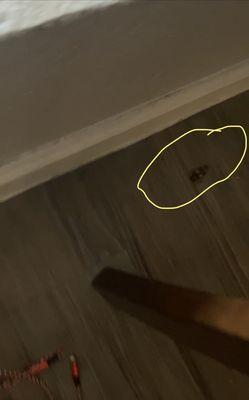 Roach in dining room. Dead from exterminator but imagine having to watch where you walk because of dead roaches.