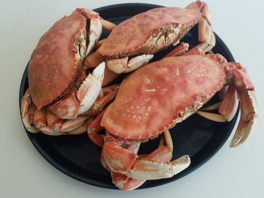 Beautiful Dungeness Crab from Trang's