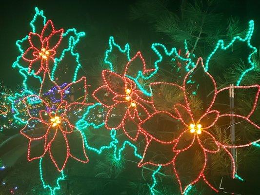 Beautiful Poinsettia Display