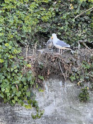 Seagull nest