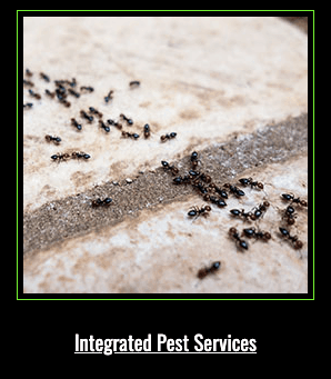 Integrated Pest Services