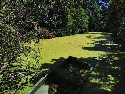 The pond, covered in algae